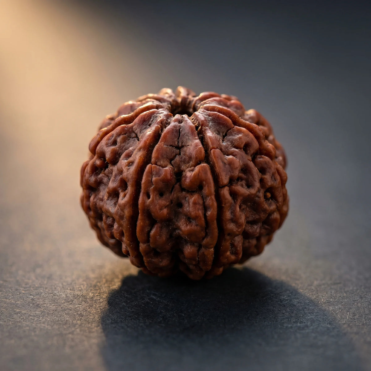 GemSense 7 Mukhi (Saptamukhi) Rudraksha bead — product view 4